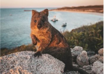 Liburan Keluarga Tak Terlupakan di Swan Valley dan Rottnest Island, Australia Barat