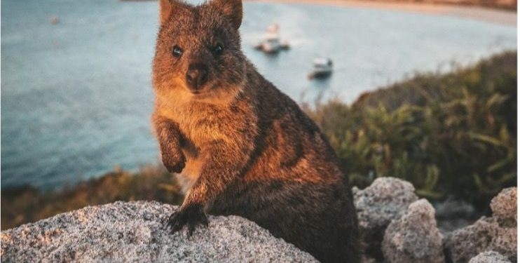 Liburan Keluarga Tak Terlupakan di Swan Valley dan Rottnest Island, Australia Barat