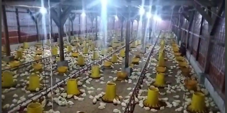 Kandang Ayam Modern TKDN Tinggi Hadir di Leuwisadeng Bogor