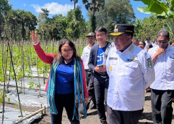 Bangun Masa Depan: Petani Muda Soe Dorong Inovasi Gizi