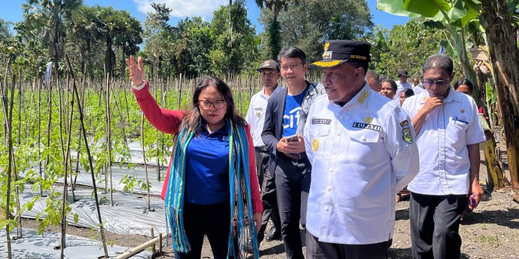 Bangun Masa Depan: Petani Muda Soe Dorong Inovasi Gizi